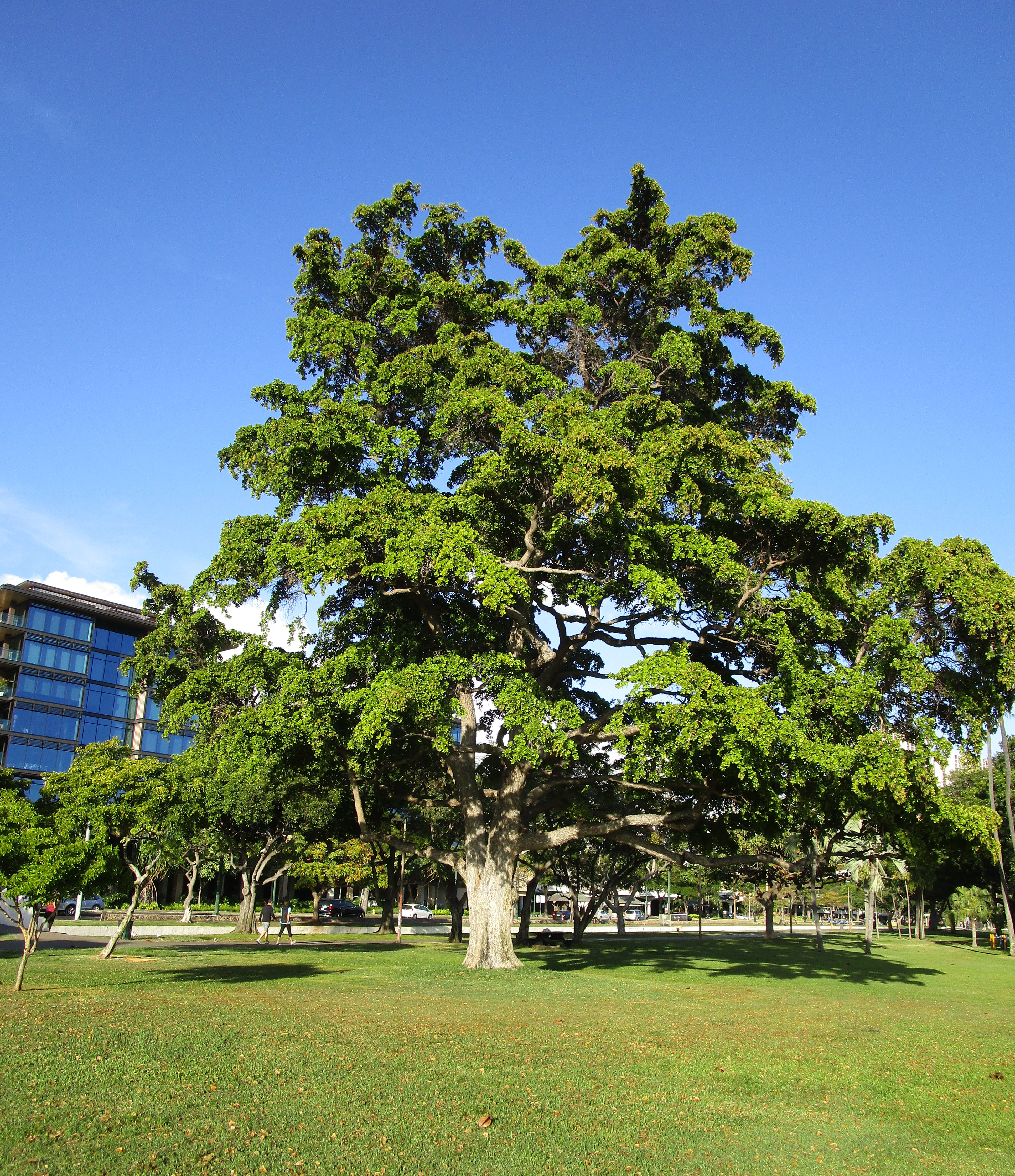 Low Maintenance Trees In Hawaii